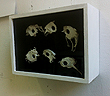 collectorsbox - acrylic,woodbox - 20x15 cm